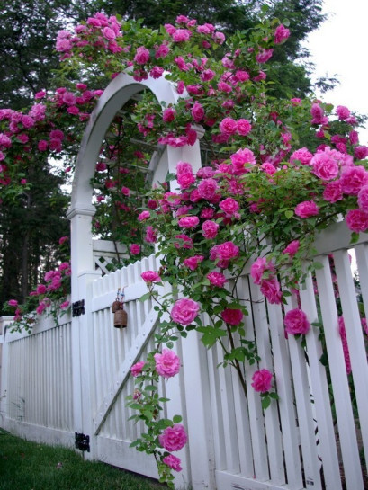 historyczne róże Zephirine Drouhin