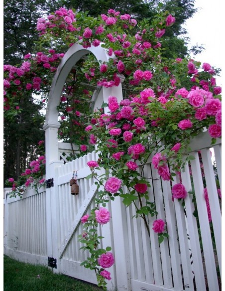 historyczne róże Zephirine Drouhin