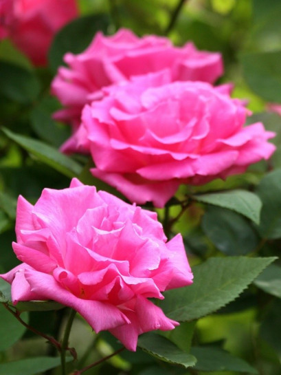 róże historyczne Zephirine Drouhin