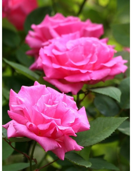 róże historyczne Zephirine Drouhin