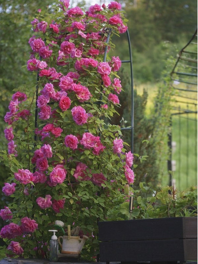 różowe róże historyczne Zephirine Drouhin