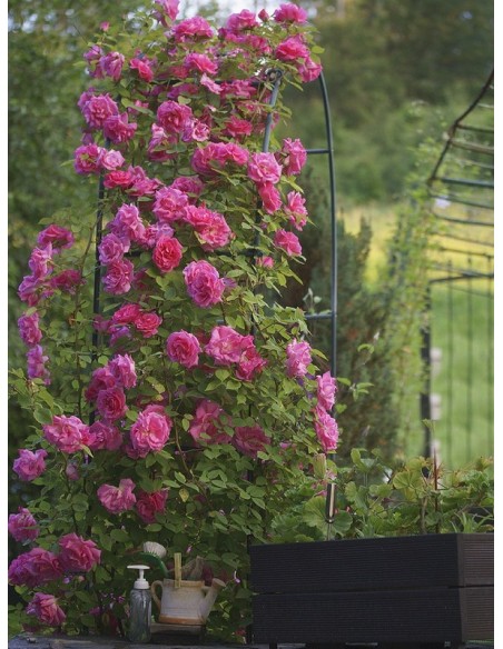 różowe róże historyczne Zephirine Drouhin