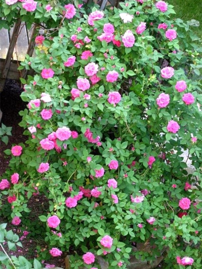 róże historyczne Zephirine Drouhin burbońskie