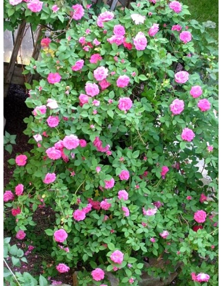 róże historyczne Zephirine Drouhin burbońskie