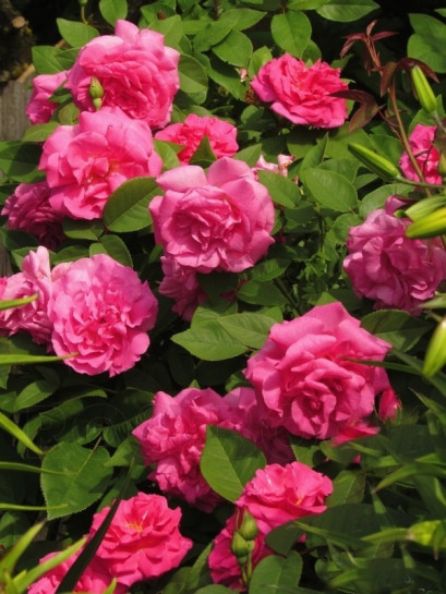 burbońskie róże historyczne Zephirine Drouhin