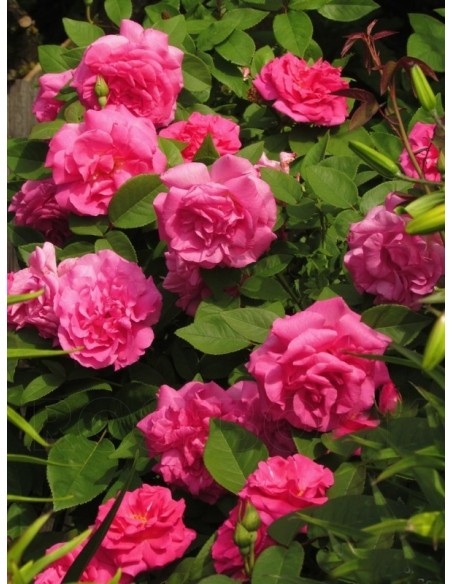 burbońskie róże historyczne Zephirine Drouhin