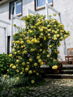 żółte róże pnące golden showers