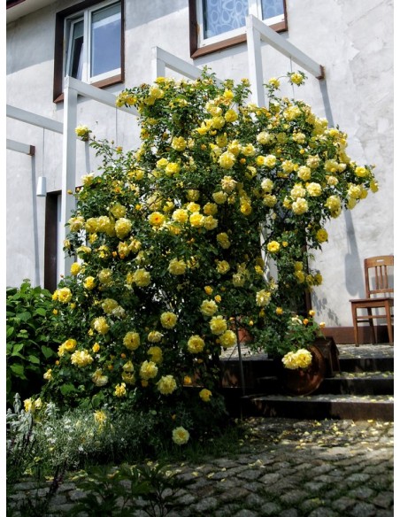 żółte róże pnące golden showers