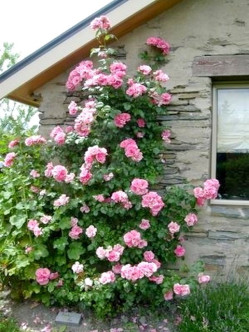 róża pnąca Bantry Bay 2