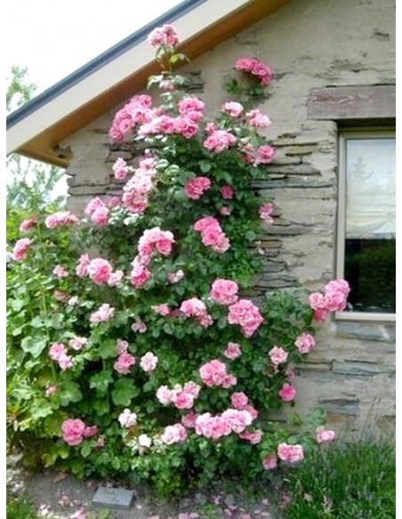 Bantry Bay pnące roze