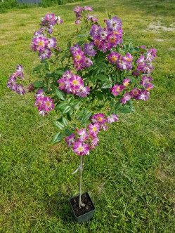 Veilchenblau róże pienne