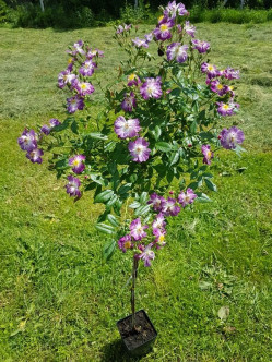 Veilchenblau róże pienne 2