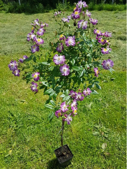 róże pienne Veilchenblau