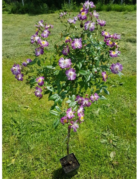 róże pienne Veilchenblau