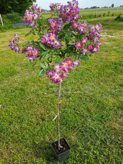 pienne róże Veilchenblau