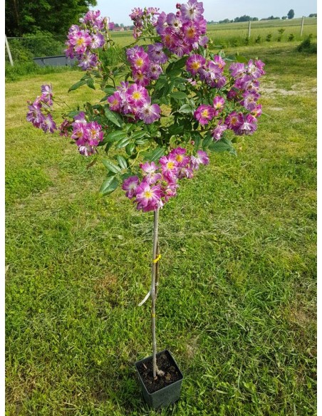 pienne róże Veilchenblau