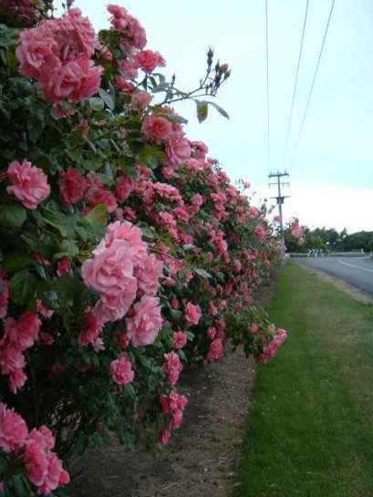 Bantry Bay pnace roze