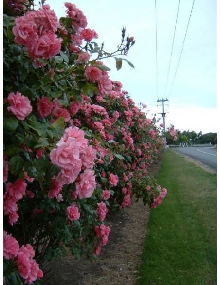 Bantry Bay pnace roze