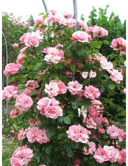 róże pnące Bantry Bay