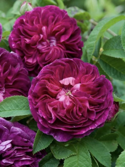 Charles de Mills róże historyczne