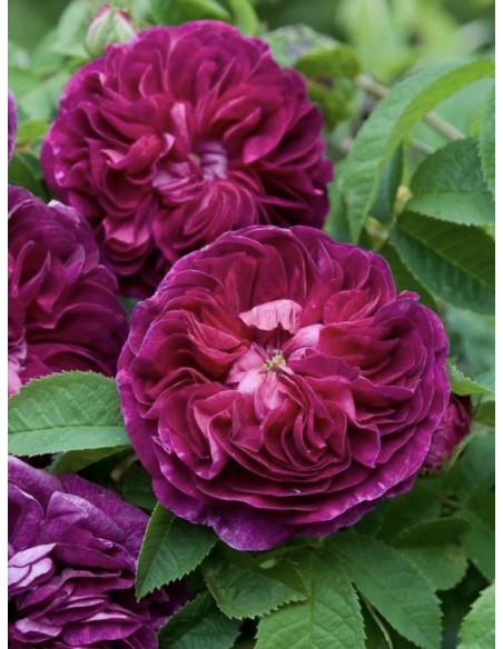 Charles de Mills róże historyczne