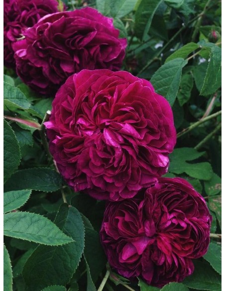 róże historyczne Charles de Mills