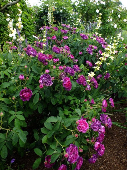 róże Charles de Mills historyczne