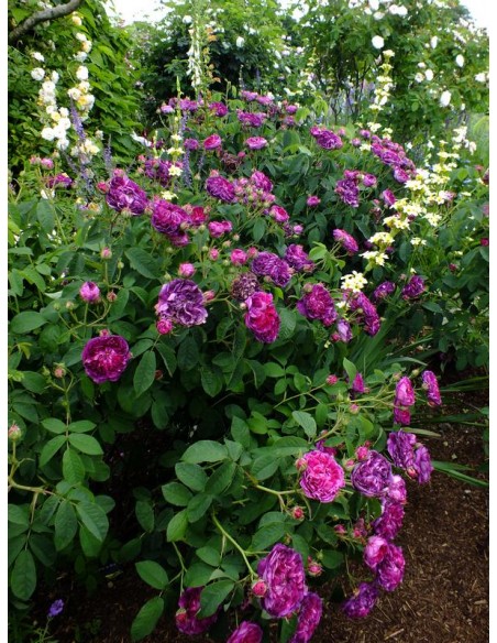 róże Charles de Mills historyczne