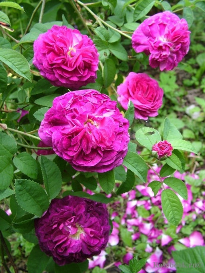 róże Charles de Mills historyczne francuskie