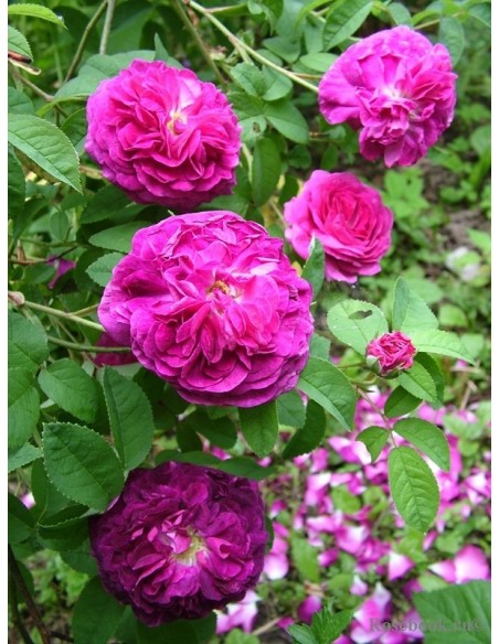 róże Charles de Mills historyczne francuskie