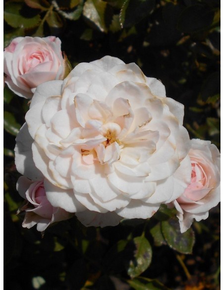 Święta Tereska róże polskie miniaturowe