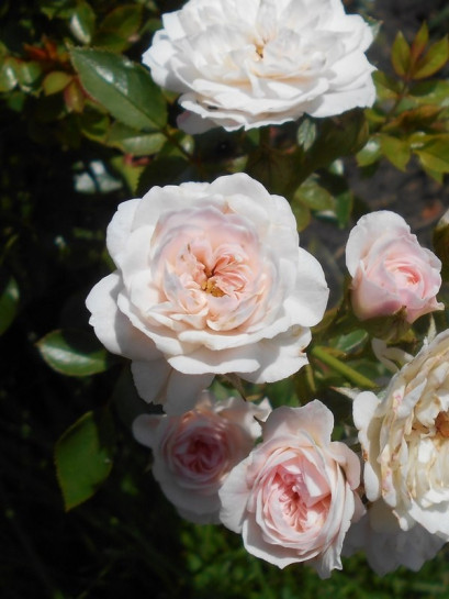 miniaturowe róże Święta Tereska