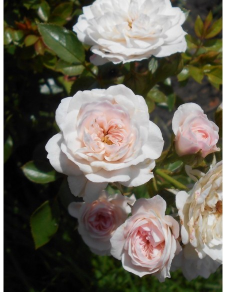 miniaturowe róże Święta Tereska