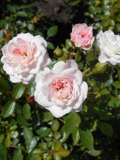 polskie róże miniaturowe Święta Tereska