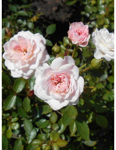 polskie róże miniaturowe Święta Tereska