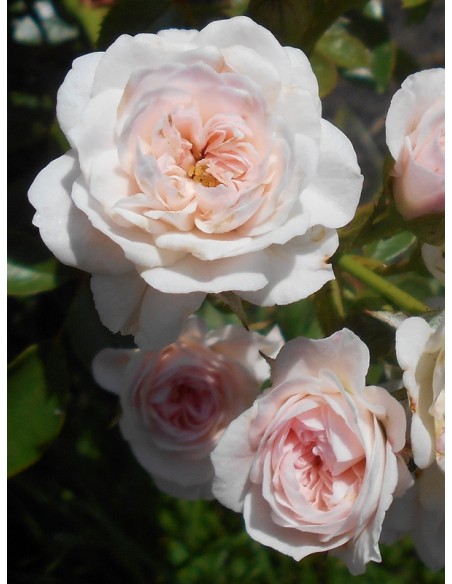 Święta Tereska róże miniaturowe