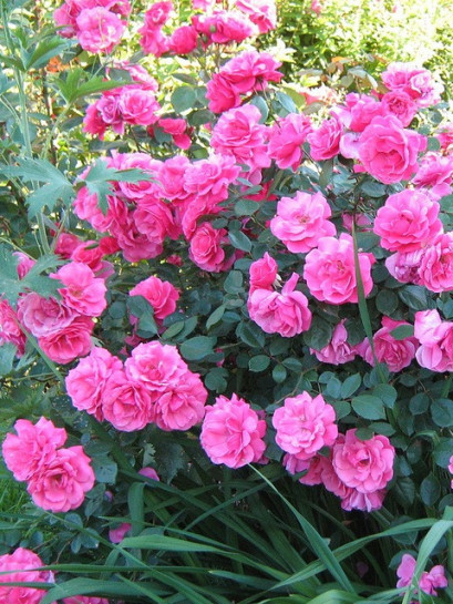 Bantry Bay pnąca róża