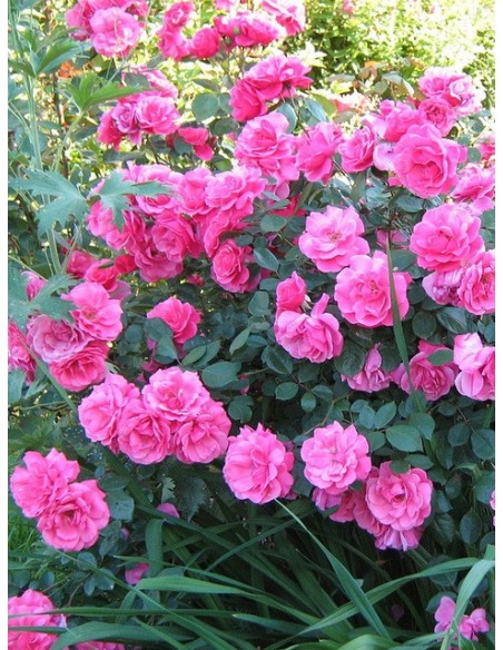 Bantry Bay pnąca róża