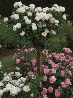 auscat róże pienne