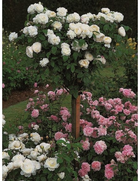 auscat róże pienne