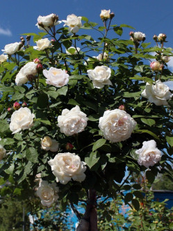 auscat róże pienne 2