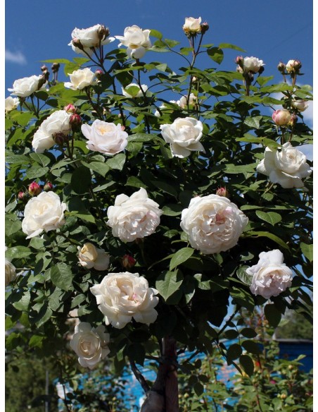 AUSCAT pienna róża