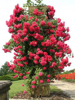 roze pnace Paul's Scarlet