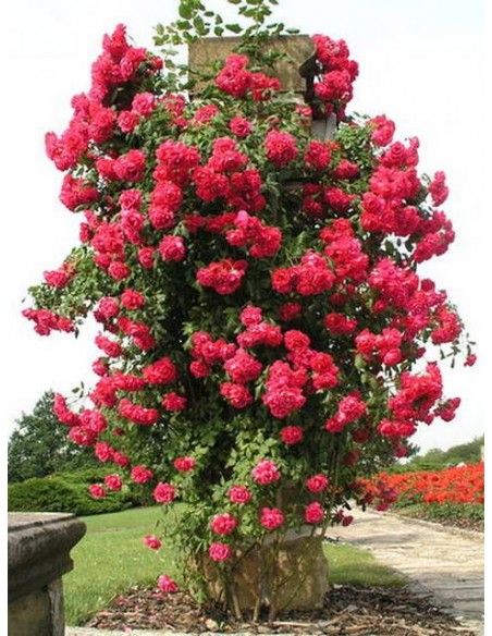 roze pnace Paul's Scarlet