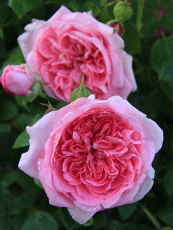 pachnące róże angielskie AUSbord