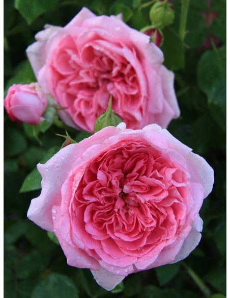 pachnące róże angielskie AUSbord