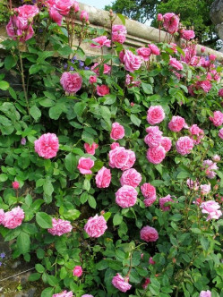 pachnące róże angielskie AUSbord 2