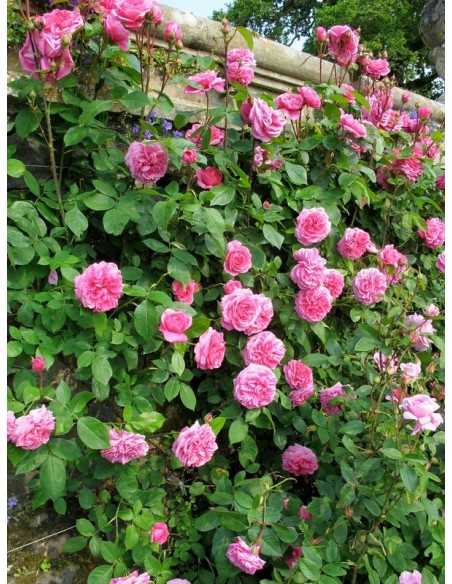 róże angielskie AUSbord