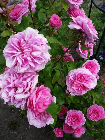 AUSbord róże angielskie