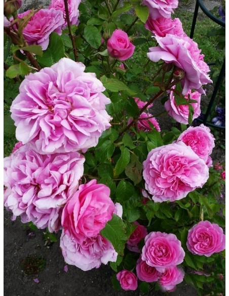 AUSbord róże angielskie